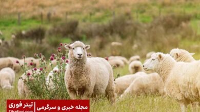 آتش زدن گله گوسفندان توسط چوپان افغانی در ایران! + ویدیو