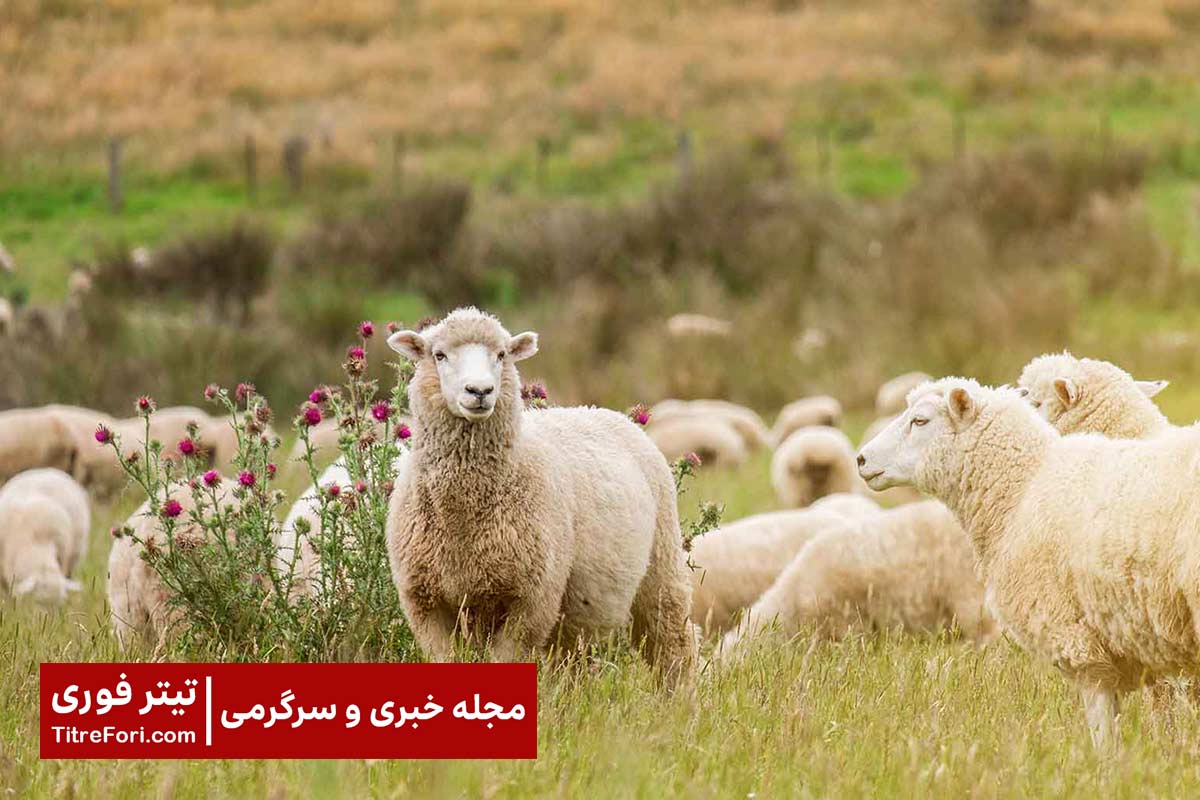 آتش زدن گله گوسفندان توسط چوپان افغانی در ایران! + ویدیو