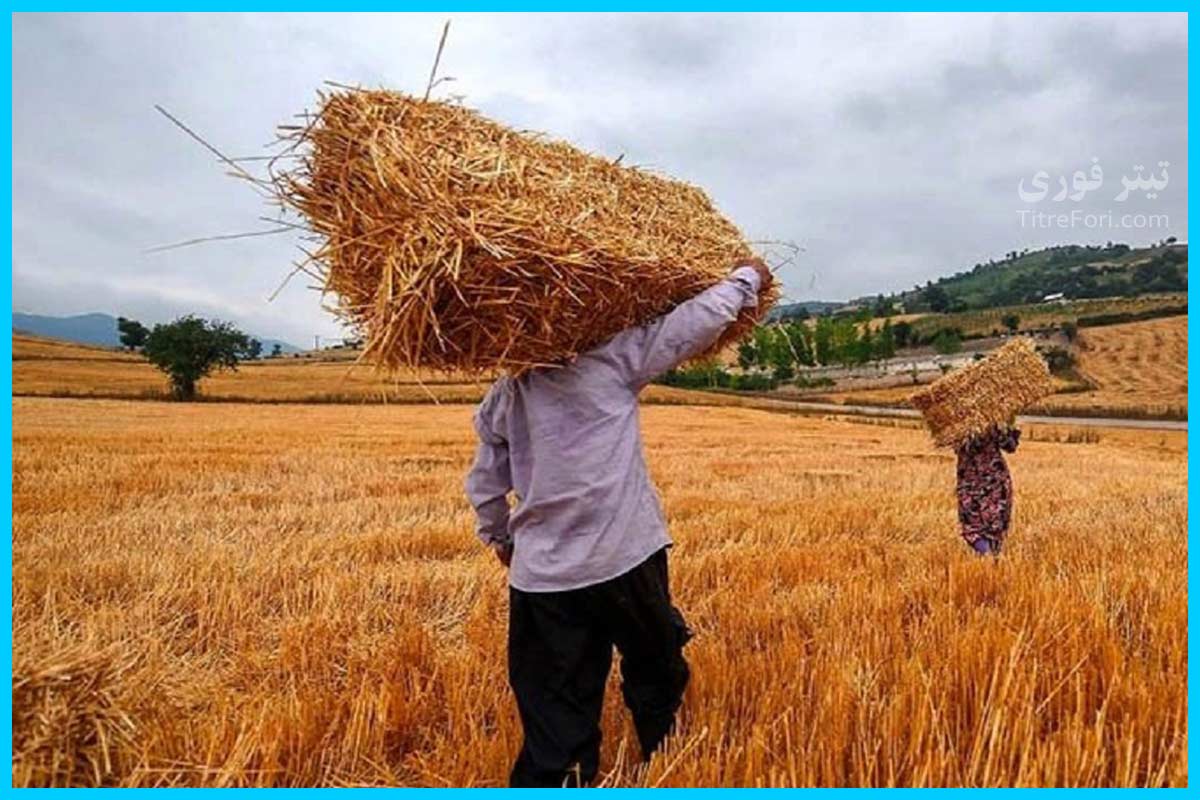 جیب گندم کاران پر پول شد | پرداخت مرحله اول پول گندم در اردیبهشت 1404