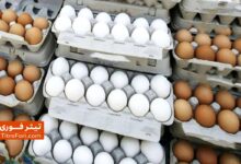 افزایش قیمت تخم مرغ؛ هر شانه تخم مرغ چقدر شد ؟