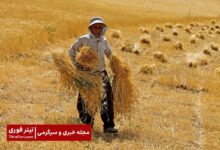 پول گندم کی واریز میشود ؟ | اردیبهشت 1404