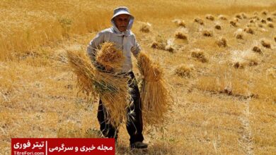 پول گندم کی واریز میشود ؟ | اردیبهشت 1404