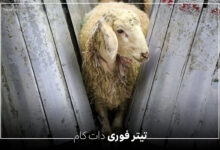 قیمت گوسفند زنده عید قربان خرداد 1404