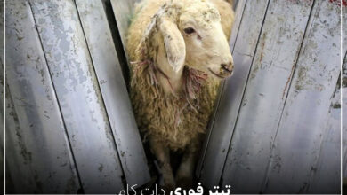 قیمت گوسفند زنده عید قربان خرداد 1404