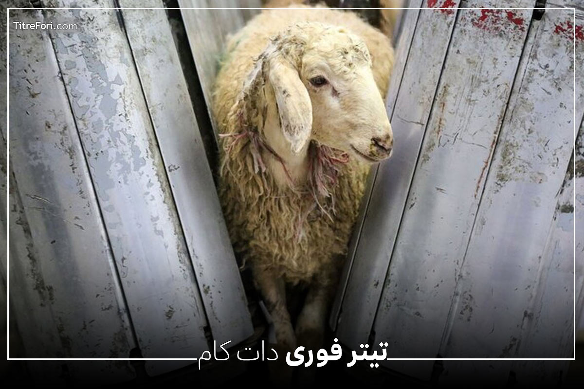قیمت گوسفند زنده عید قربان خرداد 1404